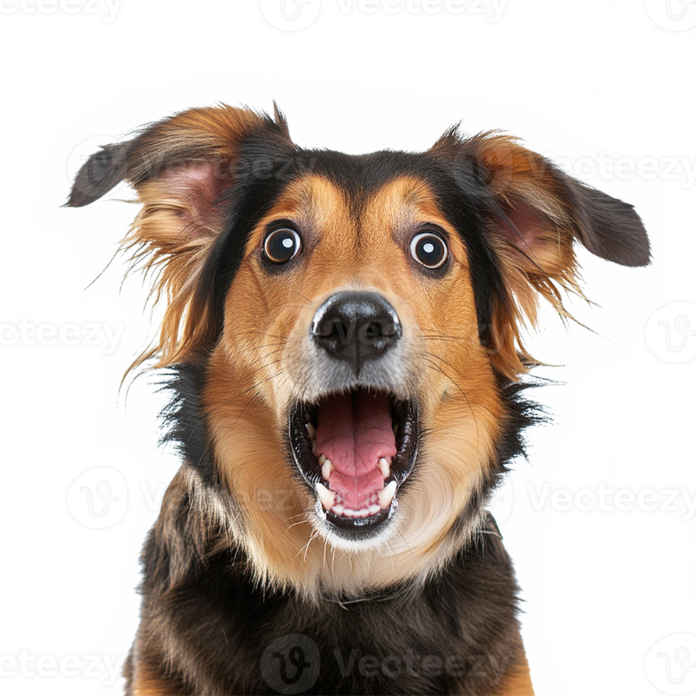 Studio portrait of funny and excited dog face shocked or surprised expression isolated on transparent background. Surprised dog with mouth open die cut style isolated. png