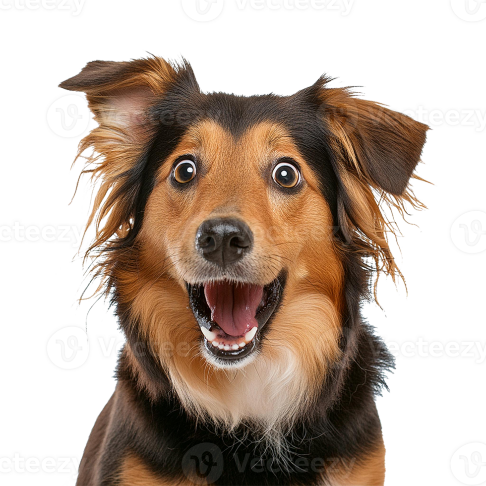 Studio portrait of funny and excited dog face shocked or surprised expression isolated on transparent background. Surprised dog with mouth open die cut style isolated. png