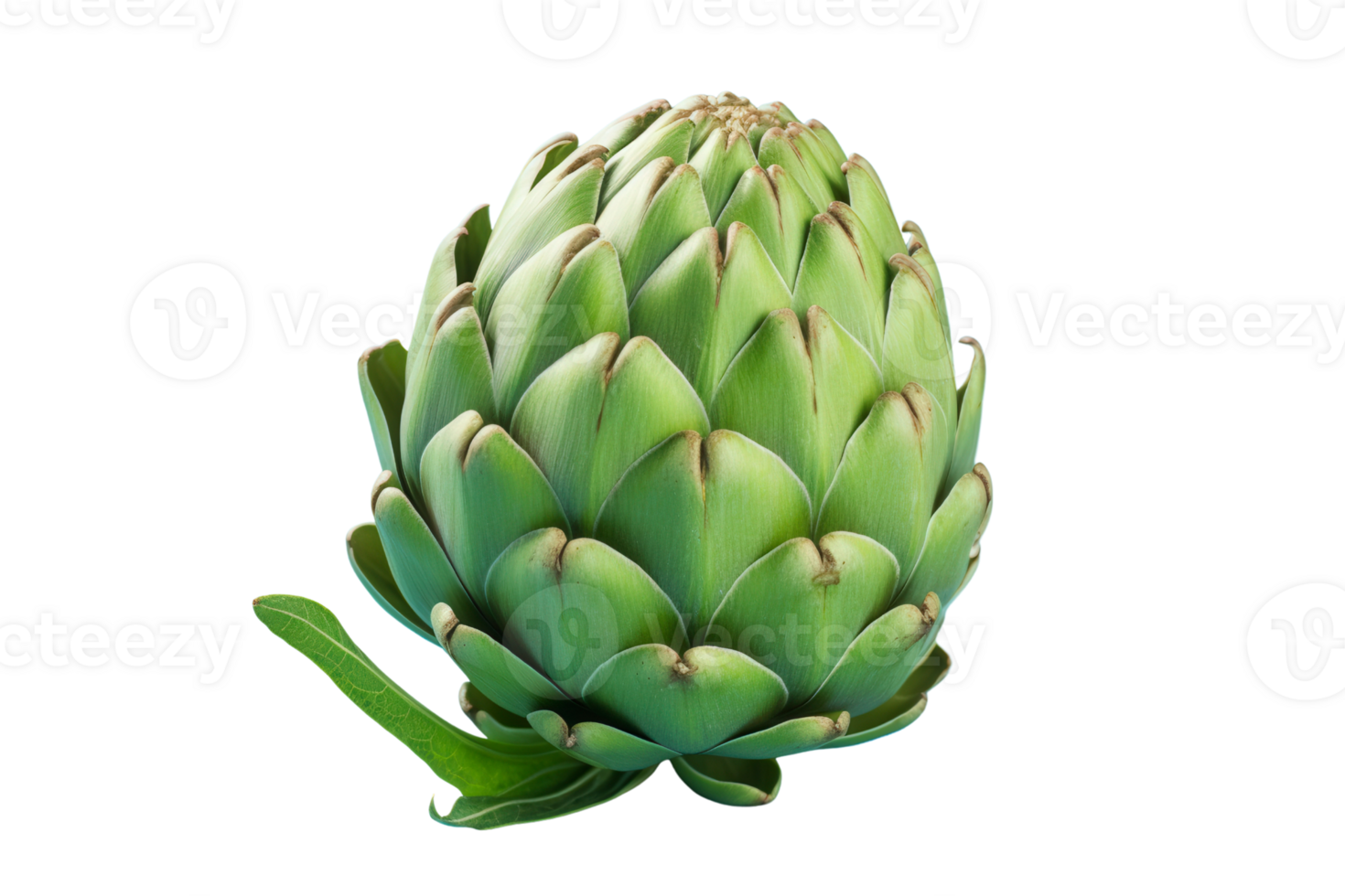 A vibrant purple artichoke isolated on a transparent background png