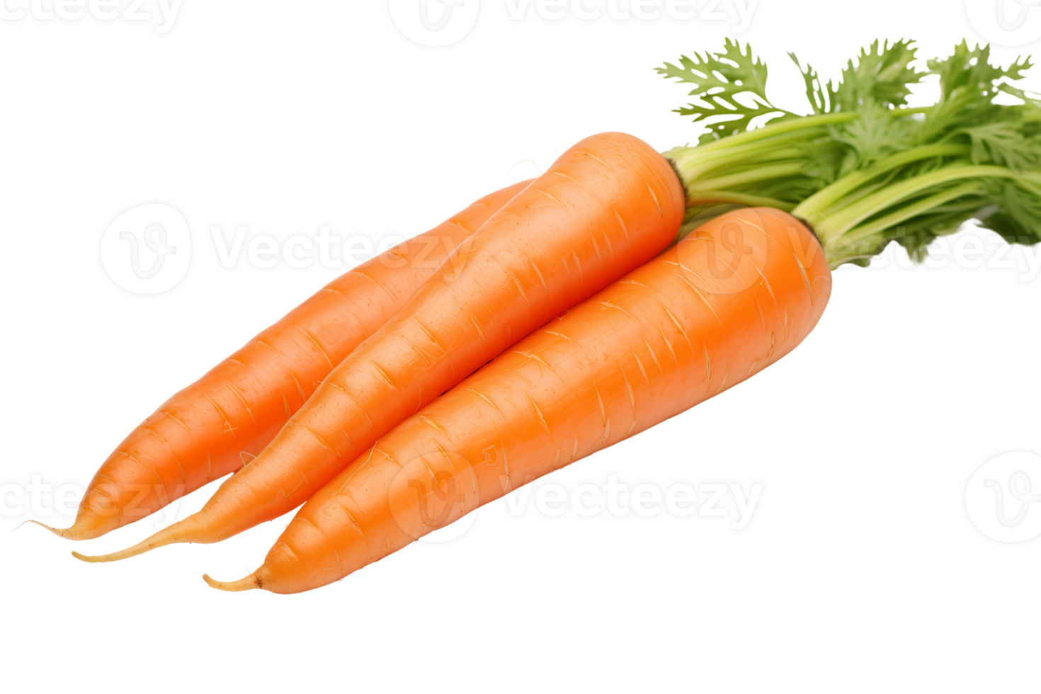 Fresh organic carrots with vibrant green tops, isolated on transparent background. Perfect for healthy eating and cooking concepts. png