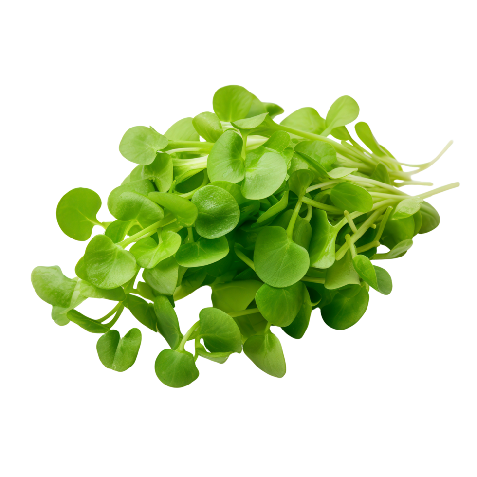 fresh green leaves on a transparent background png