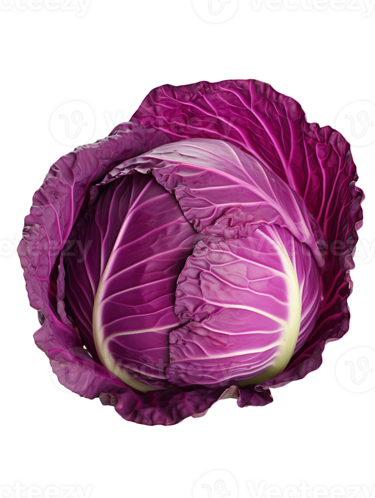 a purple cabbage on a transparent background png