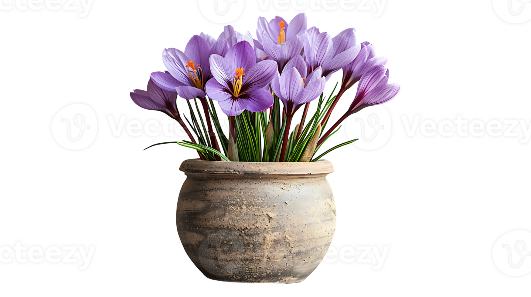 Saffron plant in a pot on a transparent background png