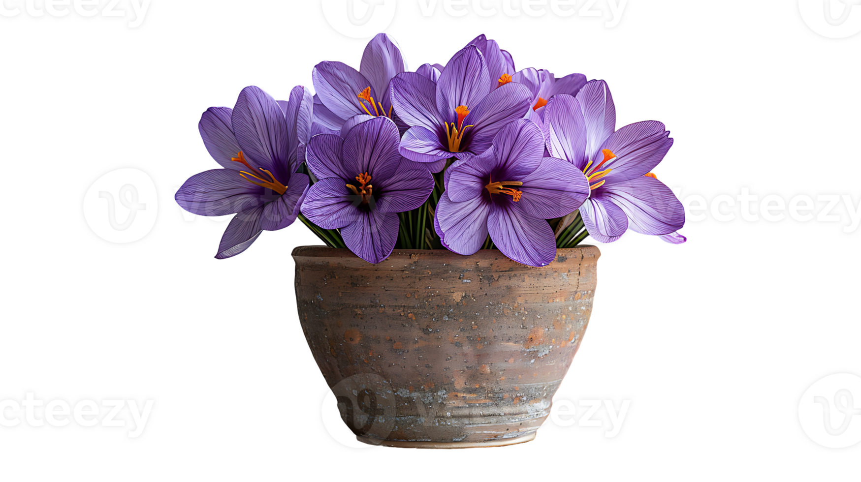 Saffron plant in a pot on a transparent background png