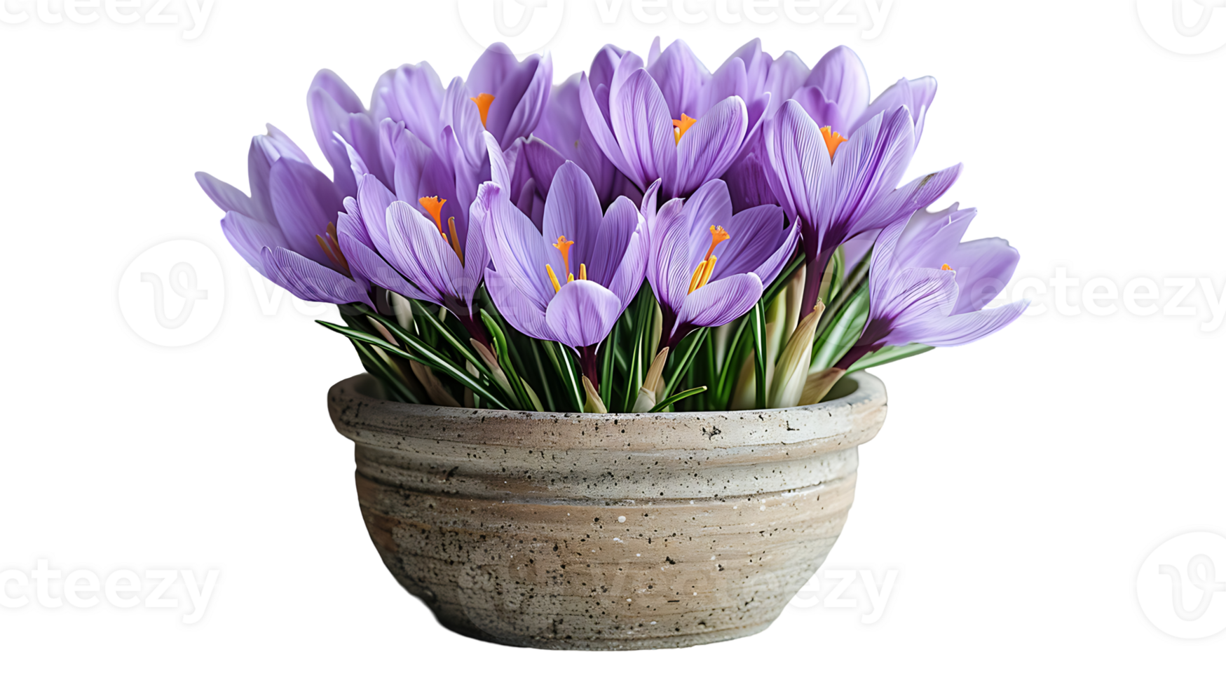 Saffron plant in a pot on a transparent background png