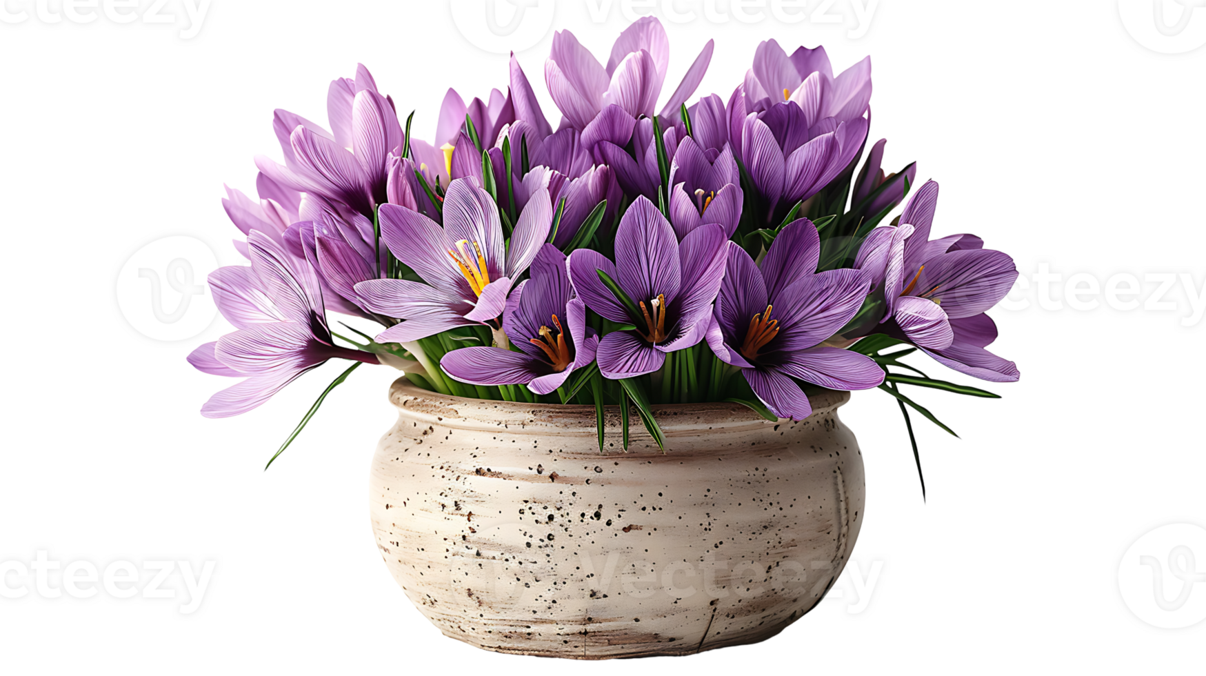 Saffron plant in a pot on a transparent background png