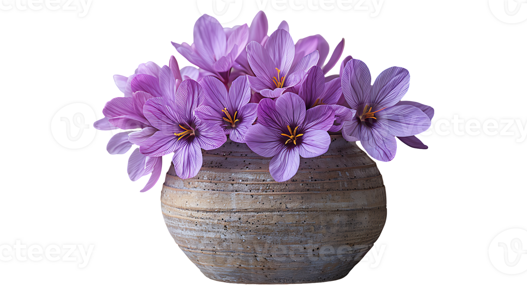 Saffron plant in a pot on a transparent background png