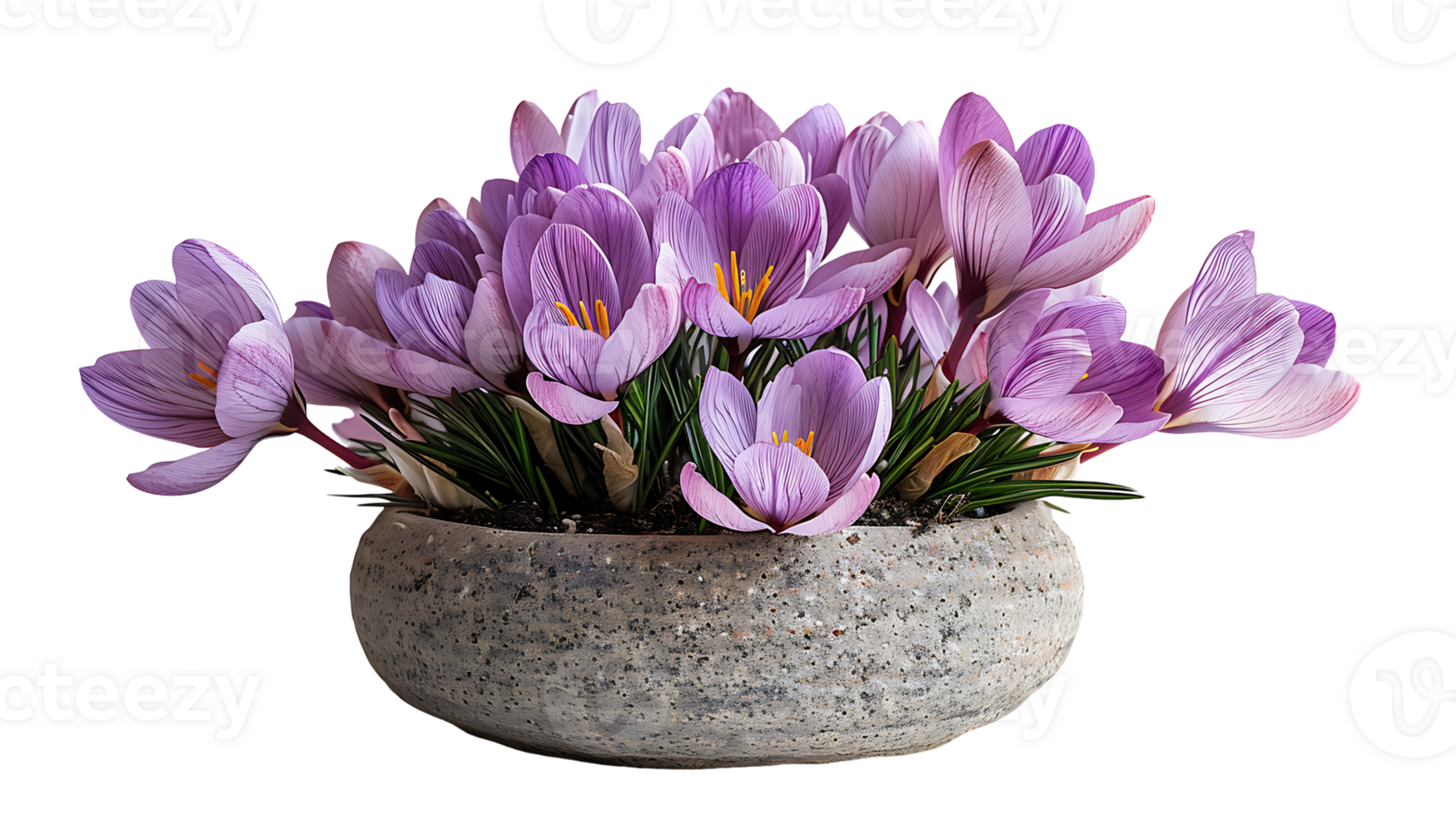 Saffron plant in a pot on a transparent background png