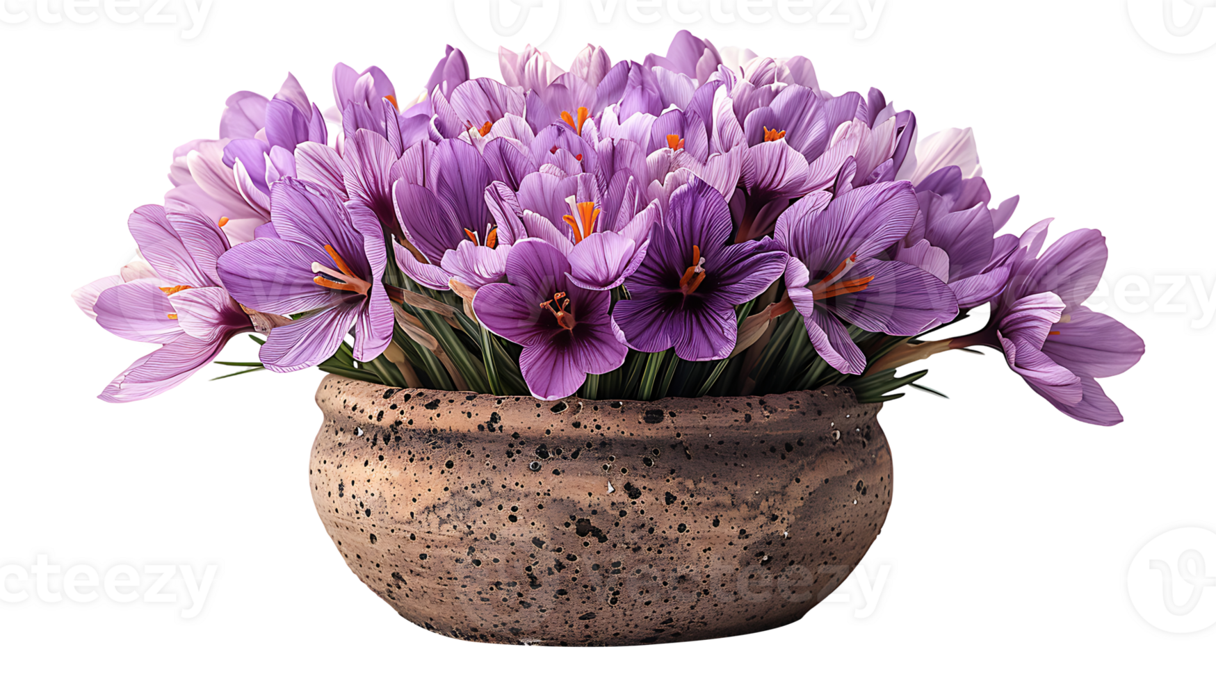 Saffron plant in a pot on a transparent background png