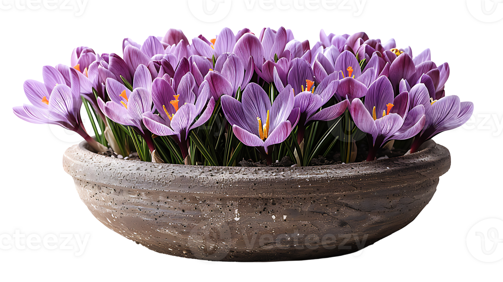 Saffron plant in a pot on a transparent background png