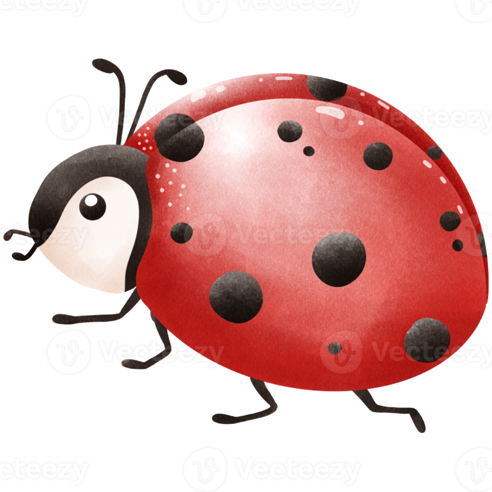 ThePosture of a Little ladybug png