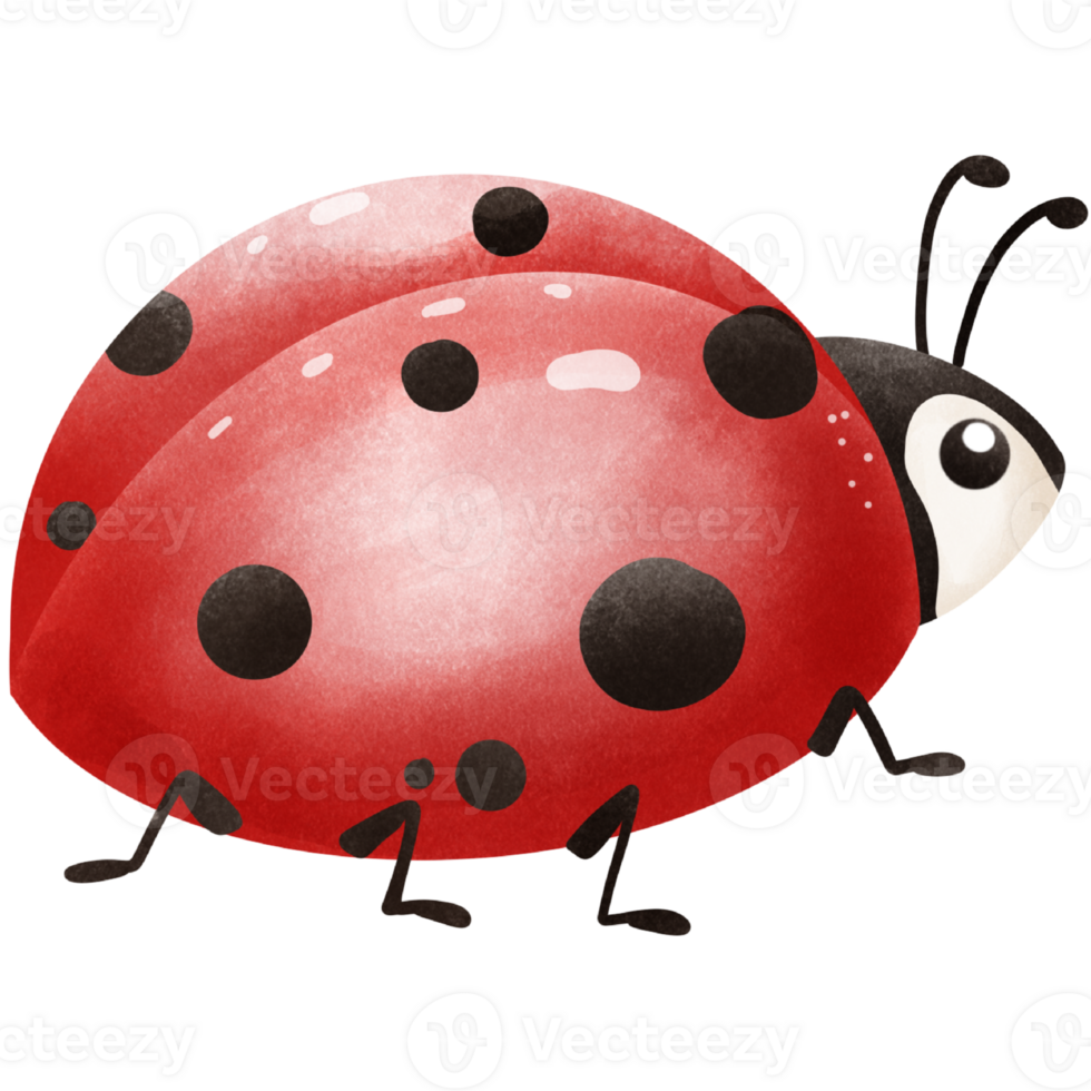 ThePosture of a Little ladybug png