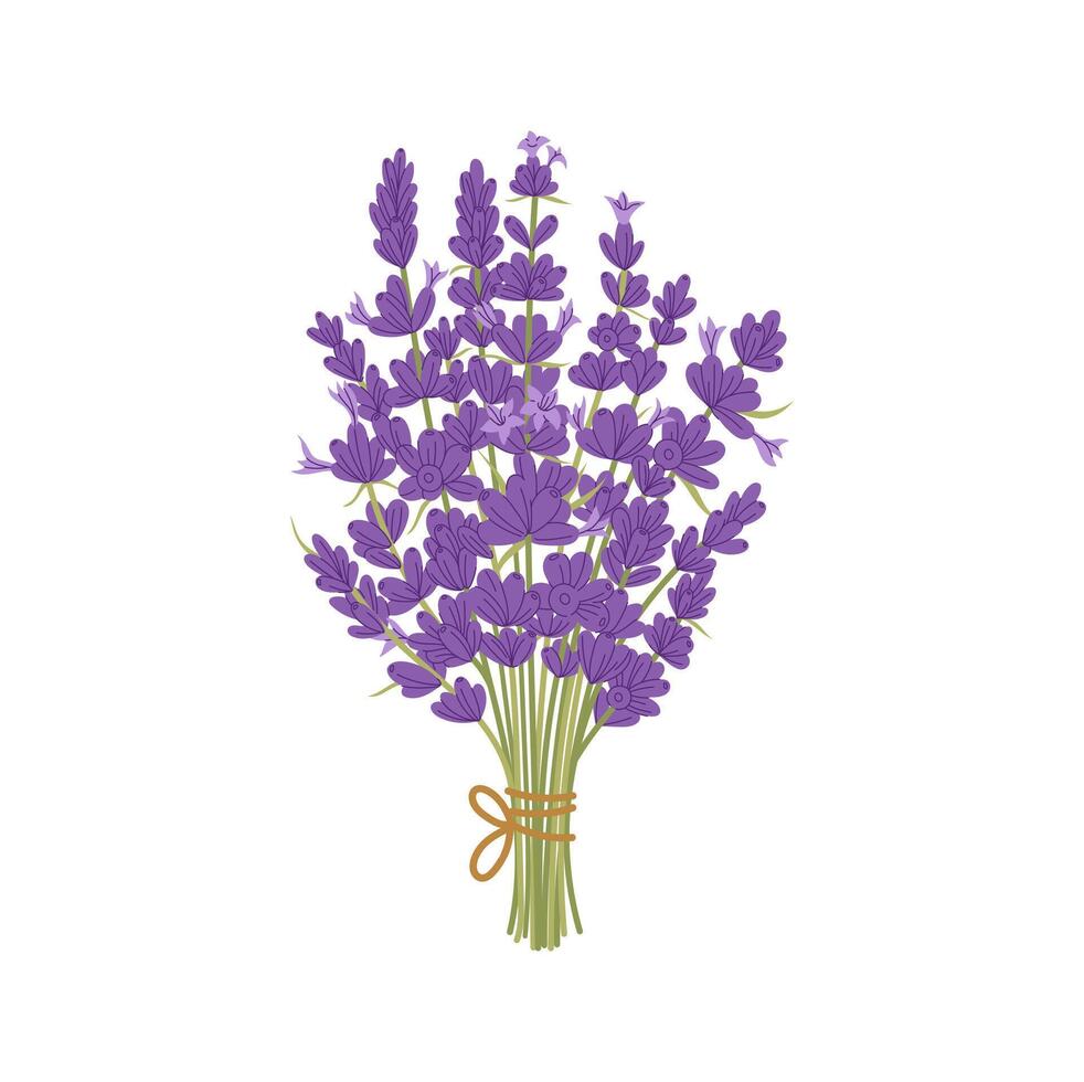 Aromatic lavender culinary herb flower bouquet vector