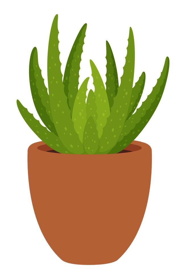 Succulent gasteria in pot, Home, office houseplant vector