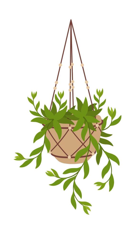 Hanging creeper plant pot isolated flower vector