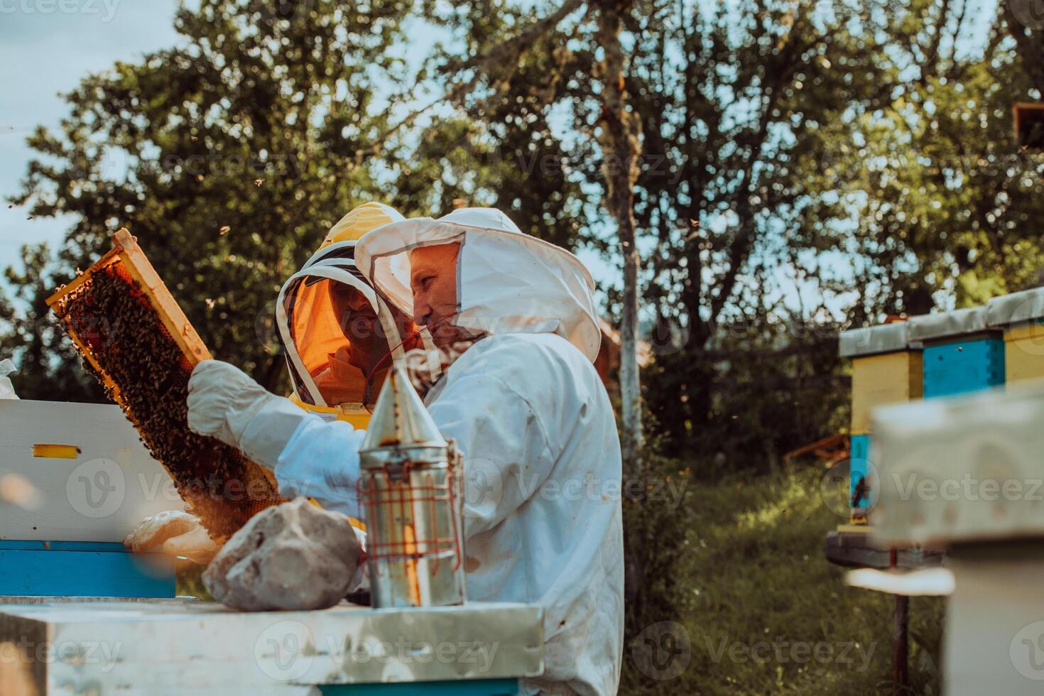 Beekeepers checking honey on the beehive frame in the field. Small business owners on apiary. Natural healthy food produceris working with bees and beehives on the apiary. photo