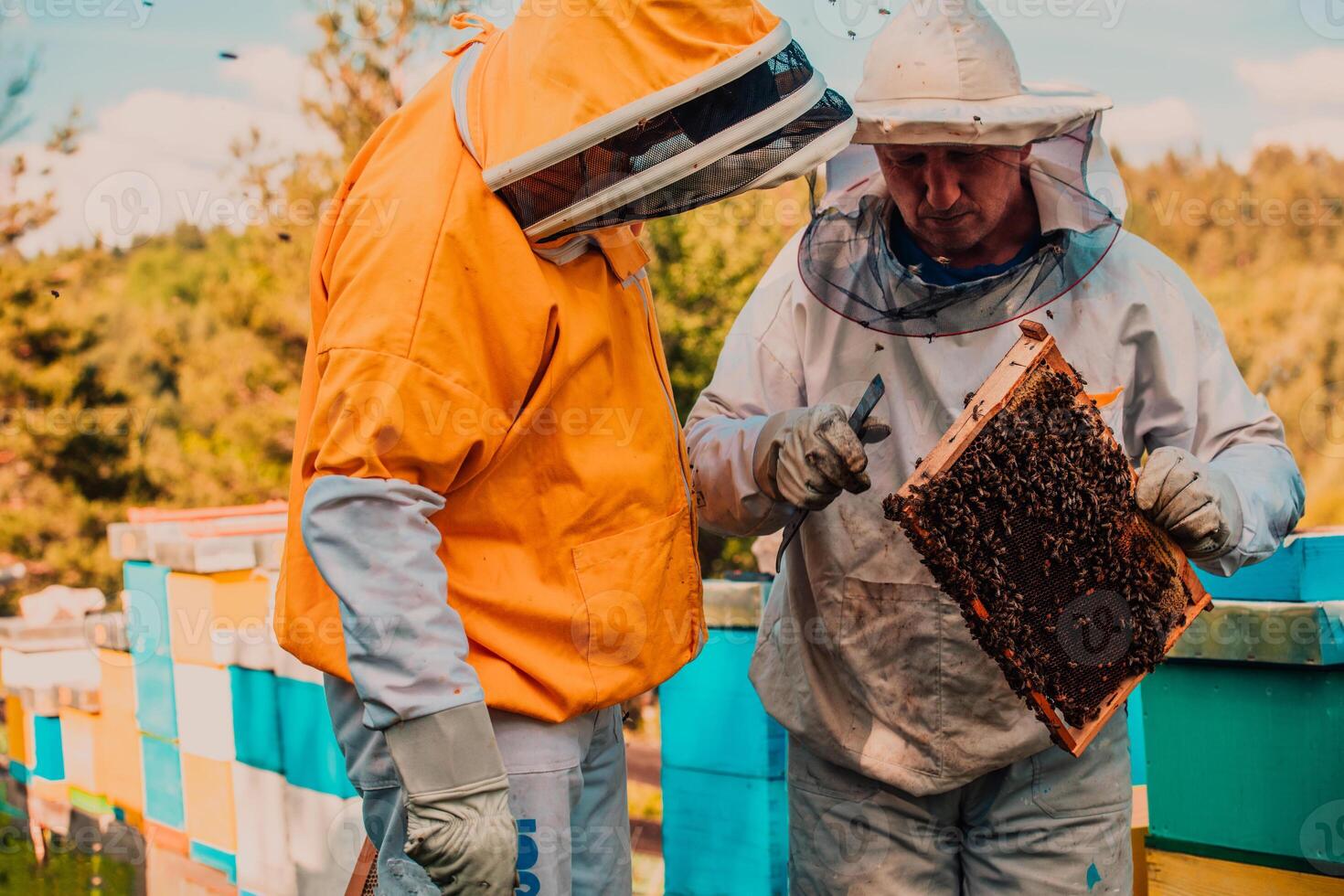 Beekeepers checking honey on the beehive frame in the field. Small business owners on apiary. Natural healthy food produceris working with bees and beehives on the apiary. photo