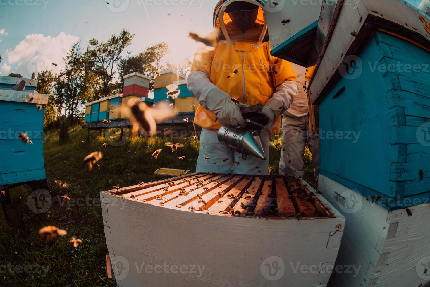 Beekeepers checking honey on the beehive frame in the field. Small business owners on apiary. Natural healthy food produceris working with bees and beehives on the apiary. photo