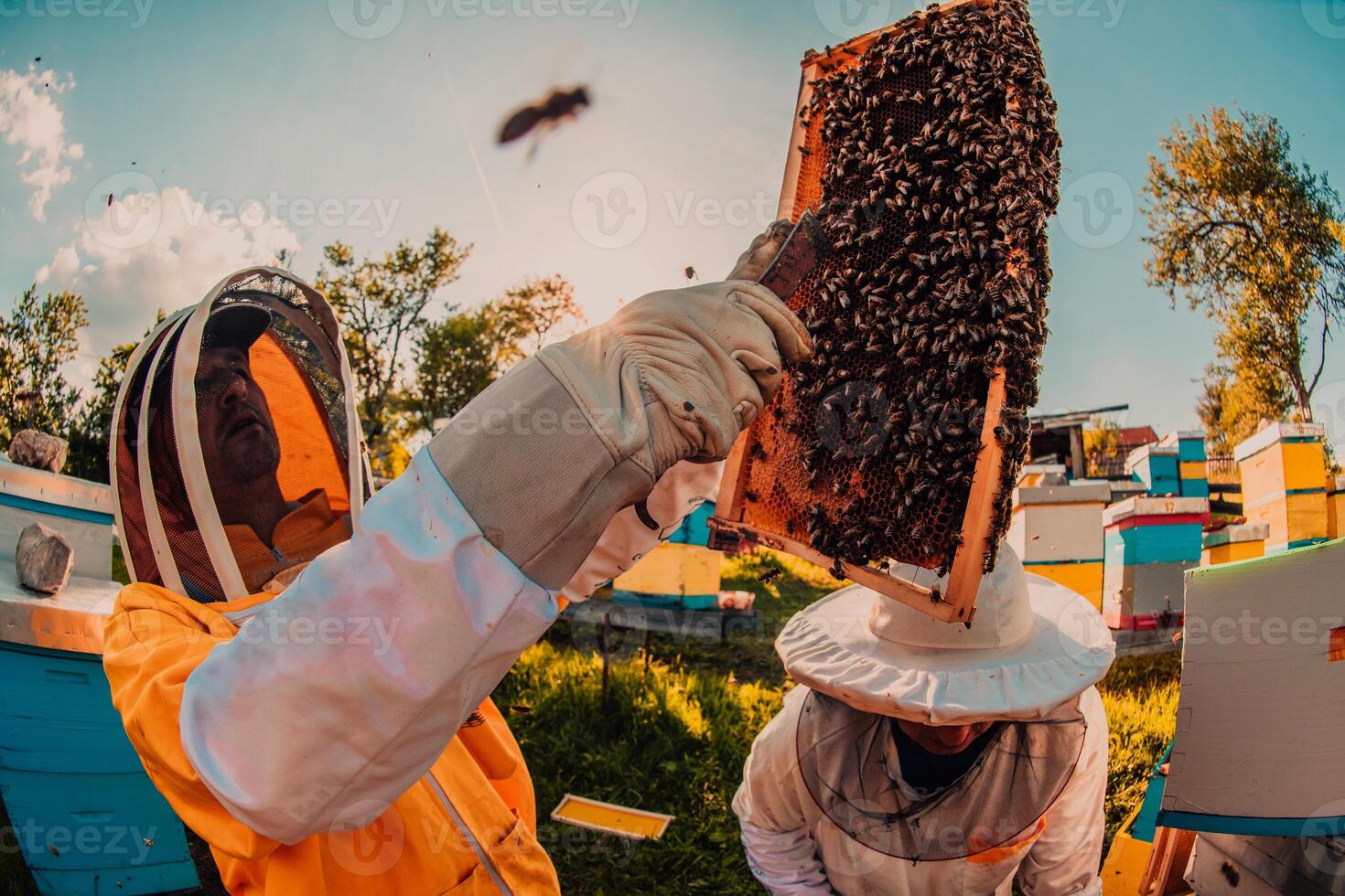 Beekeepers checking honey on the beehive frame in the field. Small business owners on apiary. Natural healthy food produceris working with bees and beehives on the apiary. photo