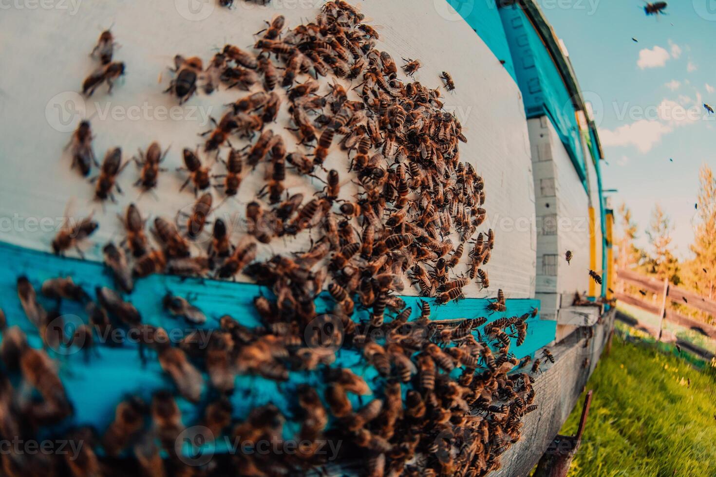 Close up photo of bees hovering around the hive carrying pollen
