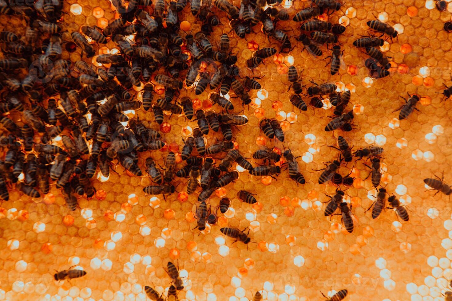 Close up honeycomb in wooden beehive with bees on it. Apiculture concept. photo