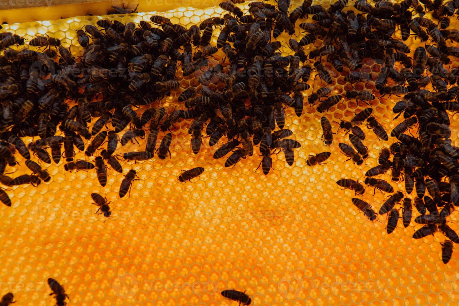 Close up honeycomb in wooden beehive with bees on it. Apiculture concept. photo