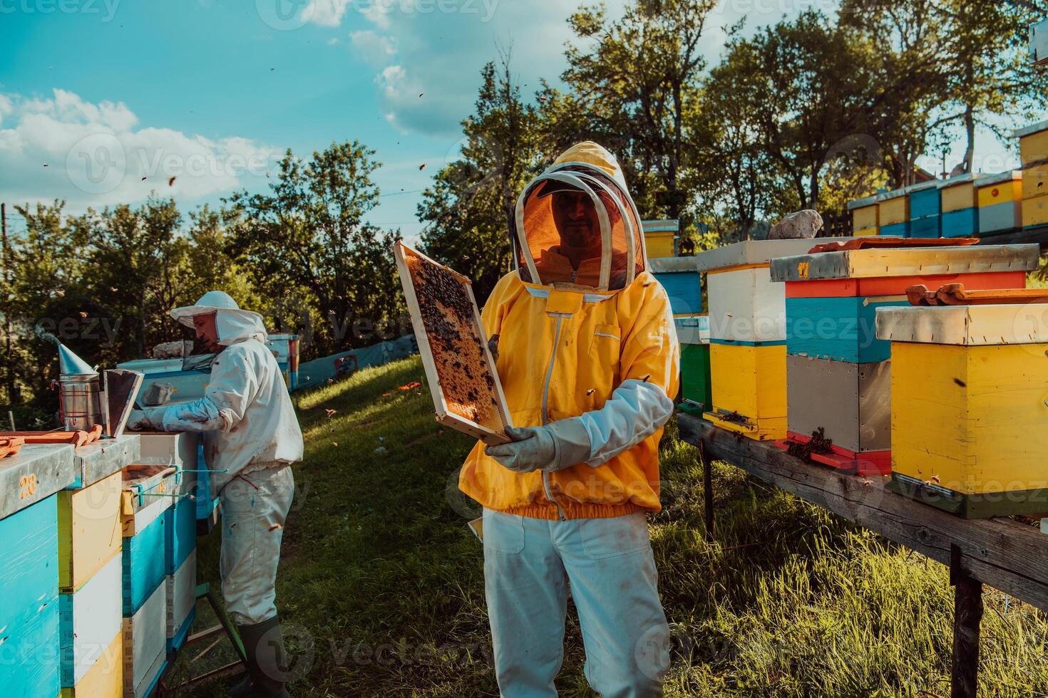 Beekeepers checking honey on the beehive frame in the field. Small business owners on apiary. Natural healthy food produceris working with bees and beehives on the apiary. photo