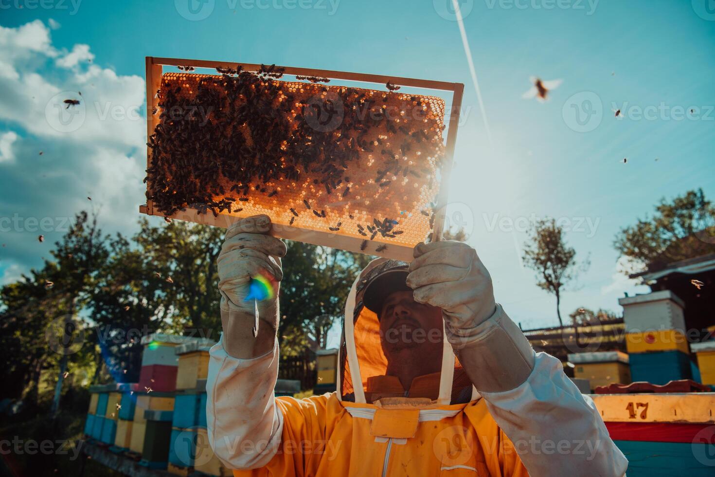 Wide shot of a beekeeper holding the beehive frame filled with honey against the sunlight in the field full of flowers photo