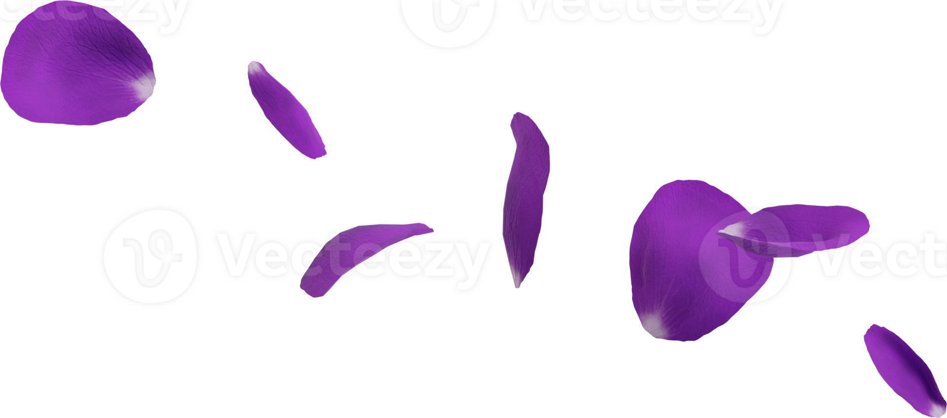 violet fleur pétales png