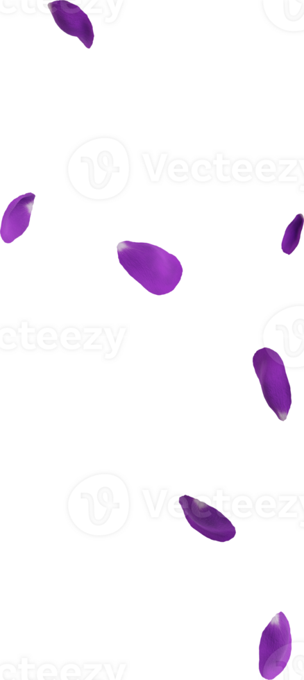 purple rose petals png