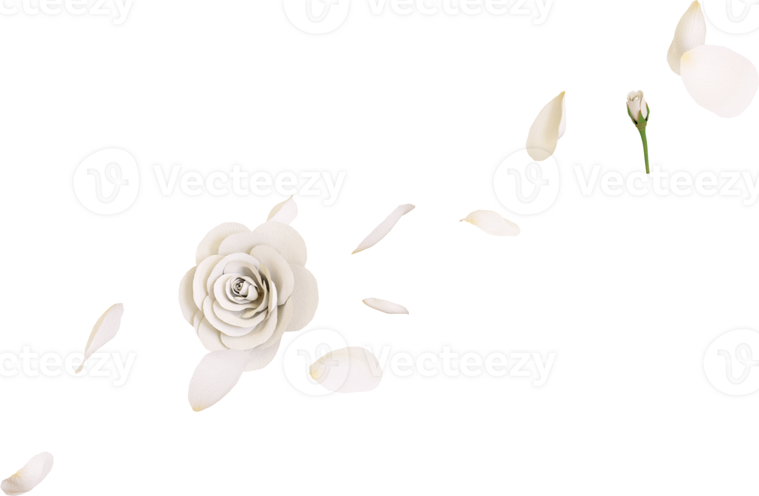 White rose flower png