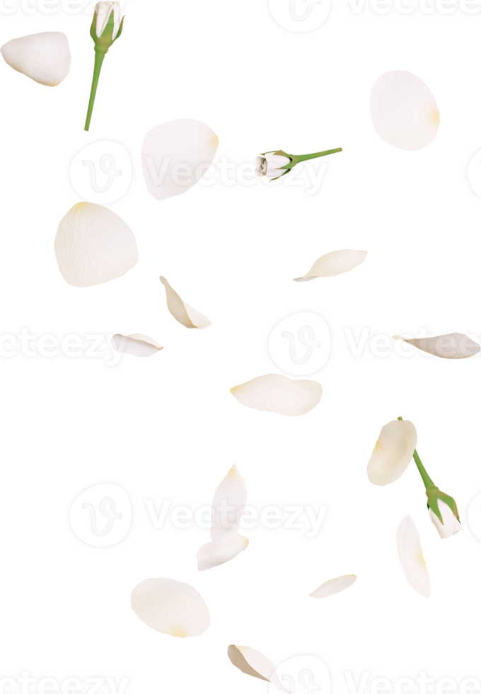 White rose flower png