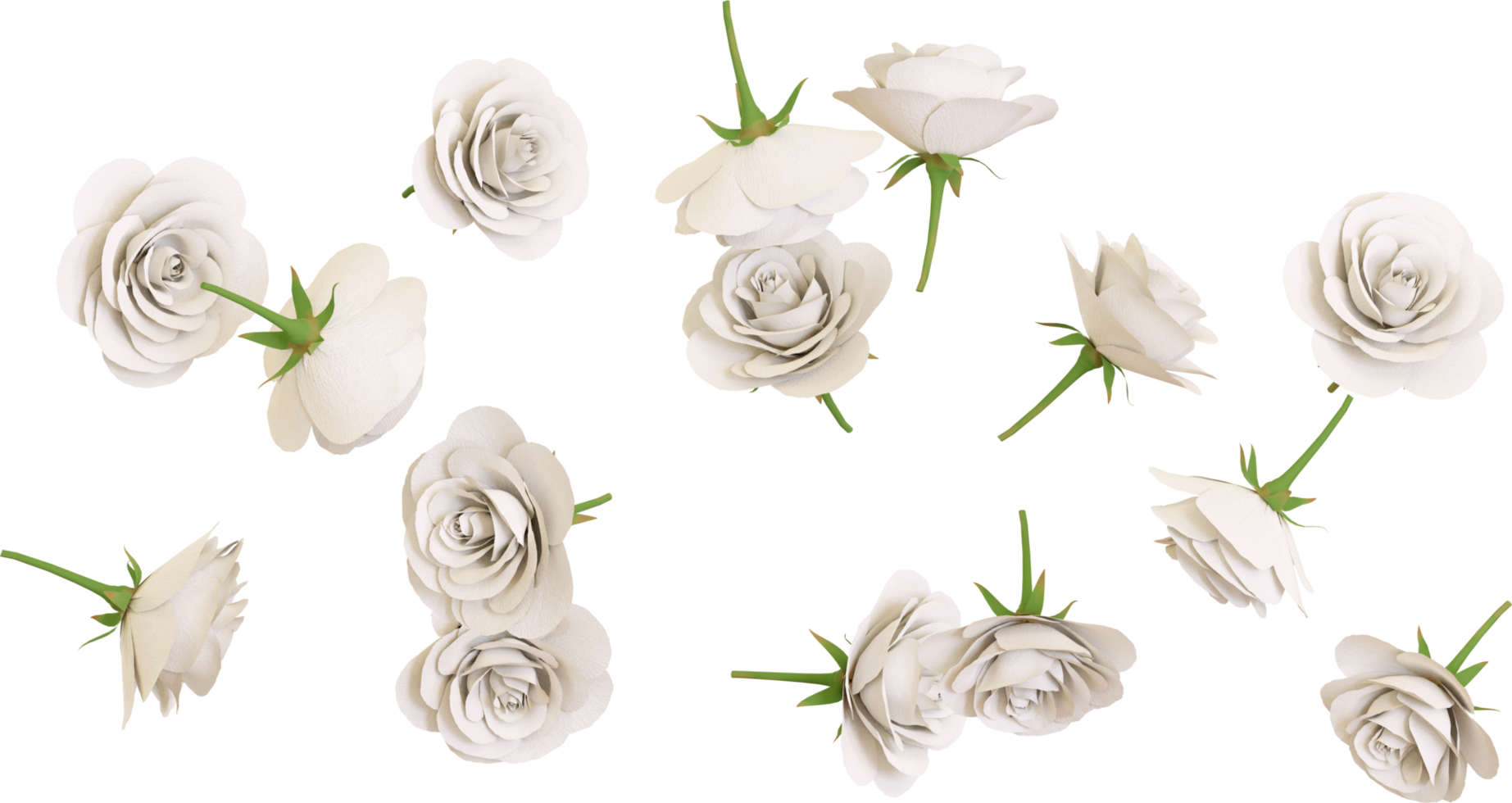 White rose flowers png