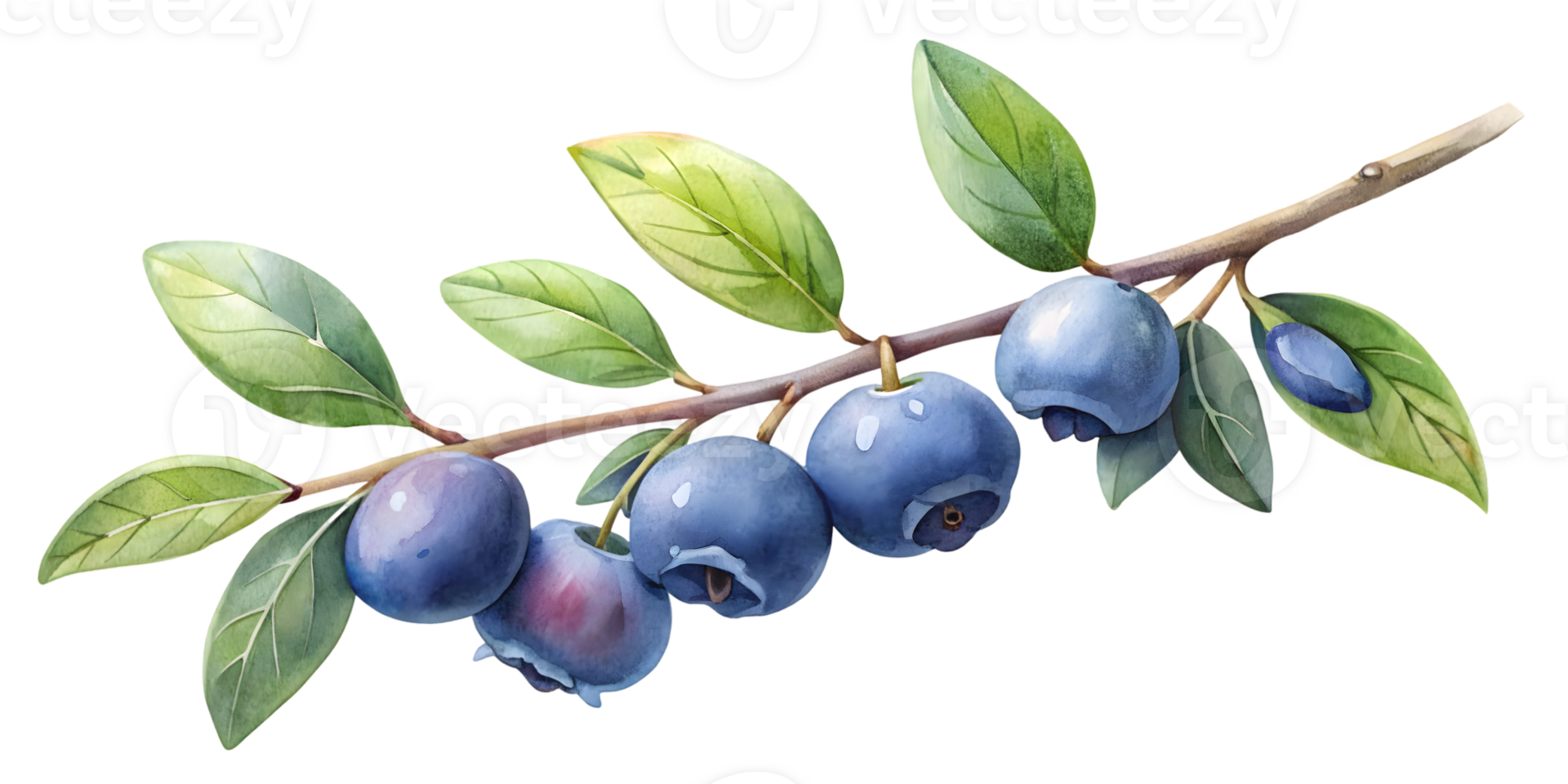 Branch with Bilberries - Isolated on Transparent Background png