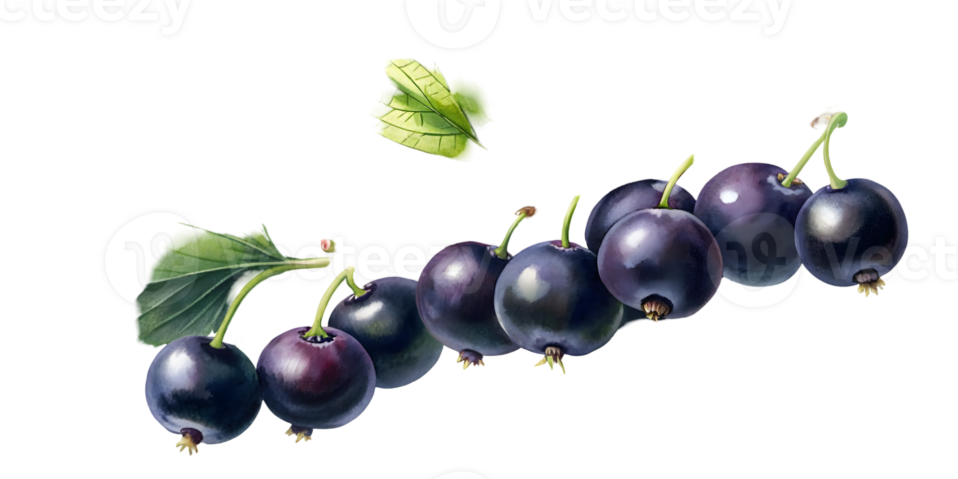 Branch with Black Currants - Isolated on Transparent Background png