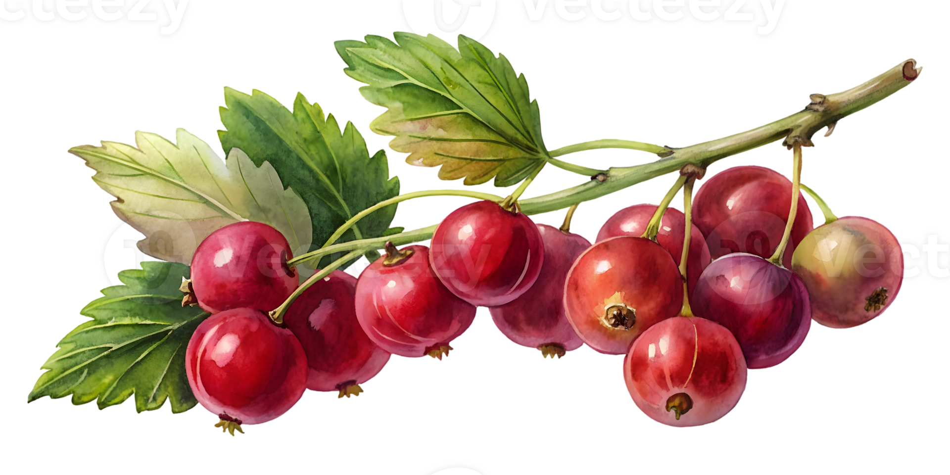 Branch with Currants - Isolated on Transparent Background png
