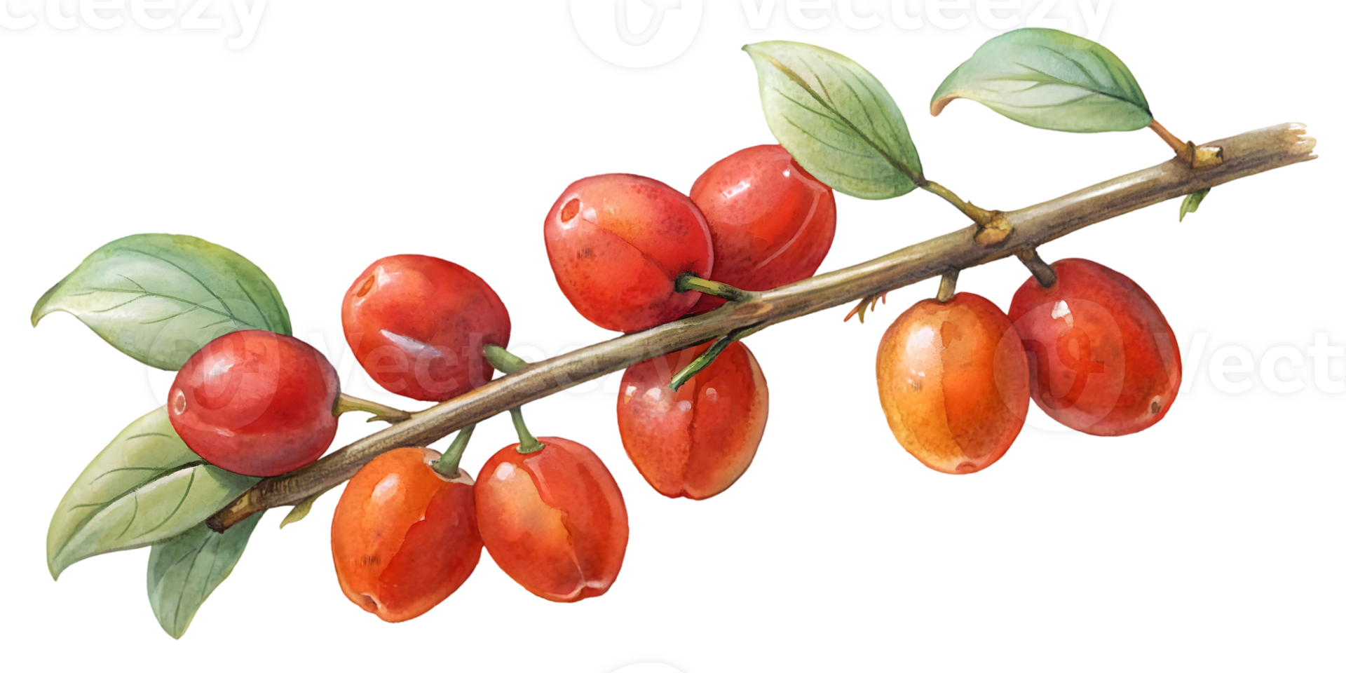 Branch with Cornelian Cherries - Isolated on Transparent Background png