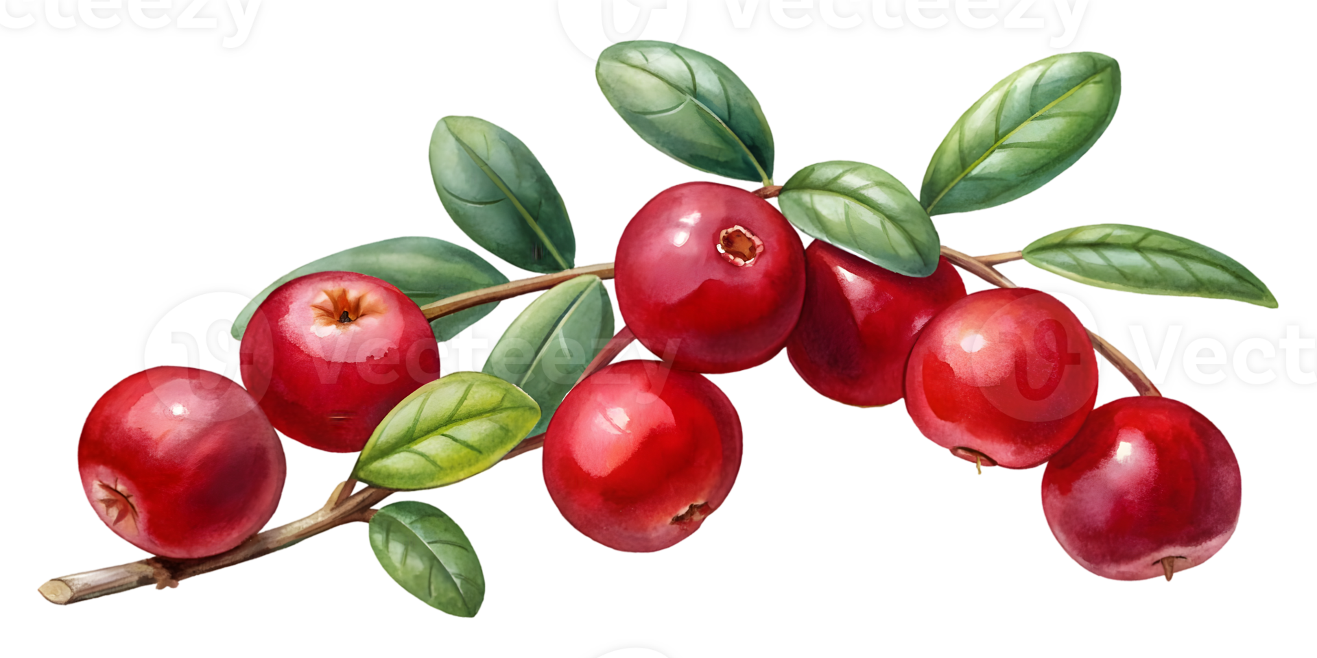 Branch with Cranberries - Isolated on Transparent Background png