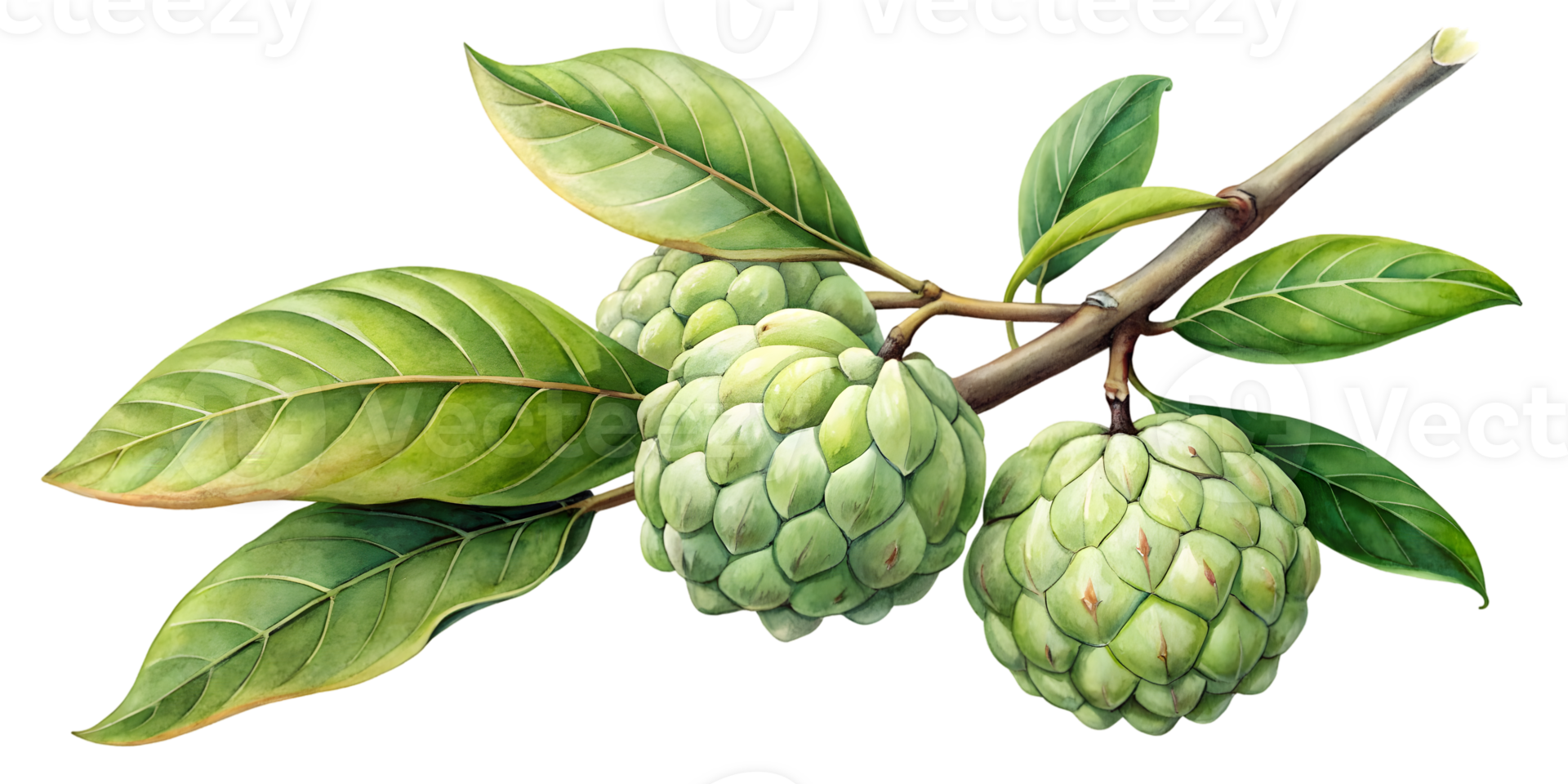 Branch with Cherimoya - Isolated on Transparent Background png