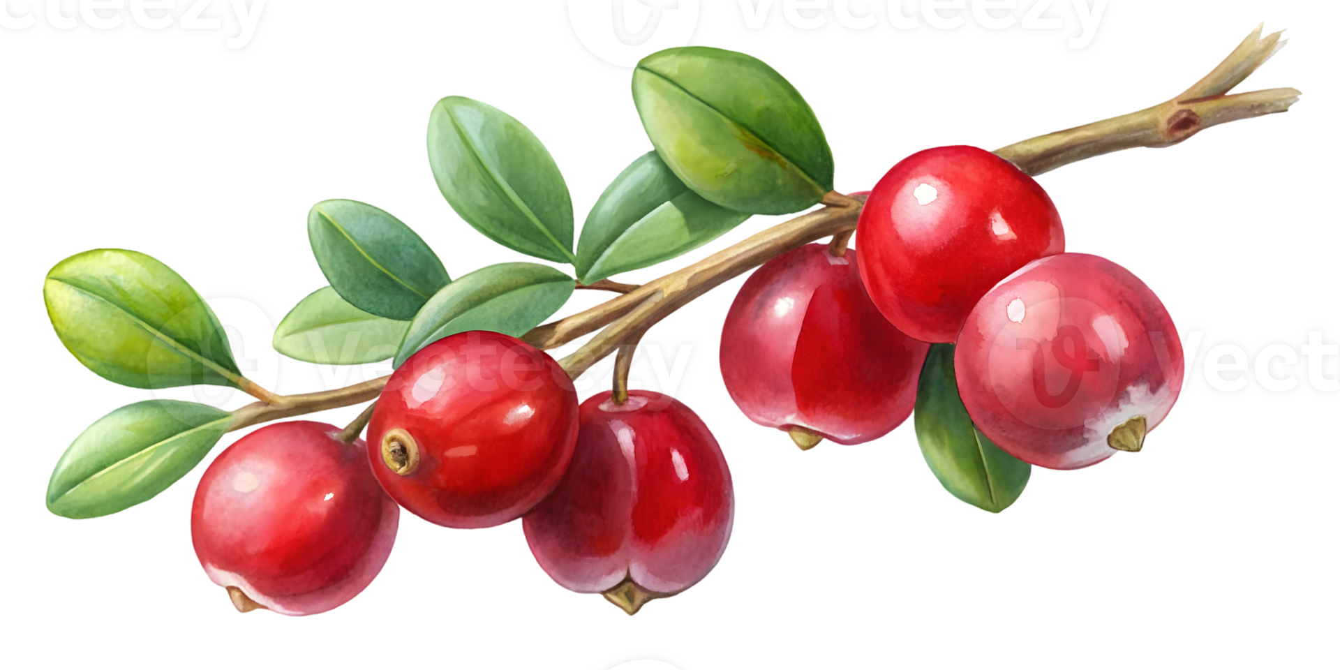 Branch with Cranberries - Transparent Background Branch png