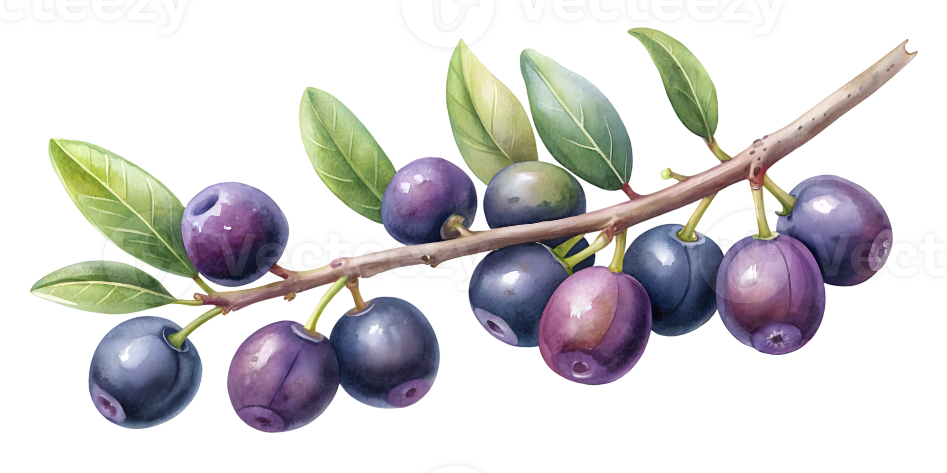 Branch with Acai Berries - Isolated on Transparent Background png