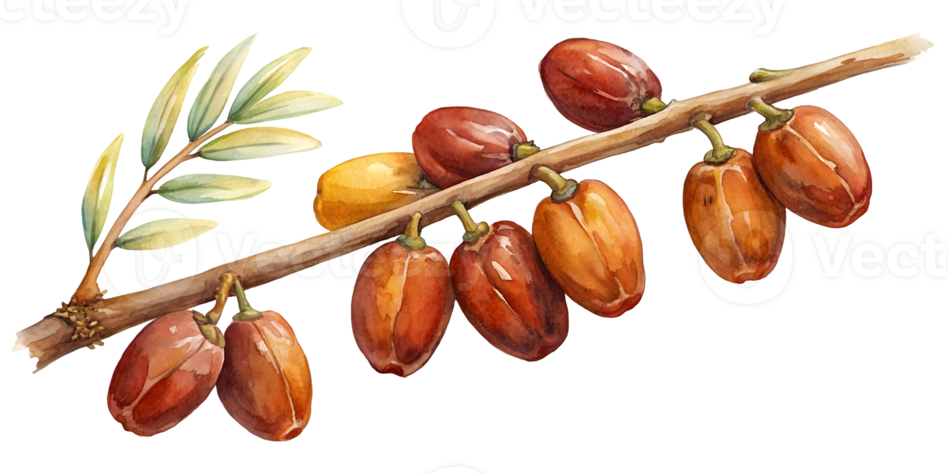 Branch with Dates - Isolated on Transparent Background png