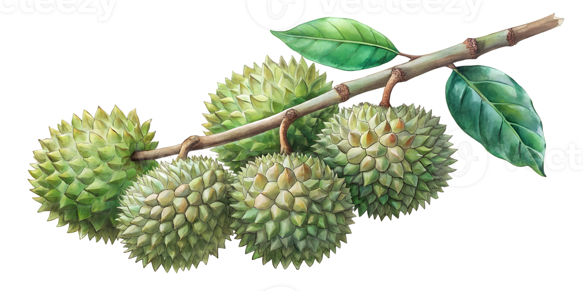 Branch with Durians - Isolated on Transparent Background png