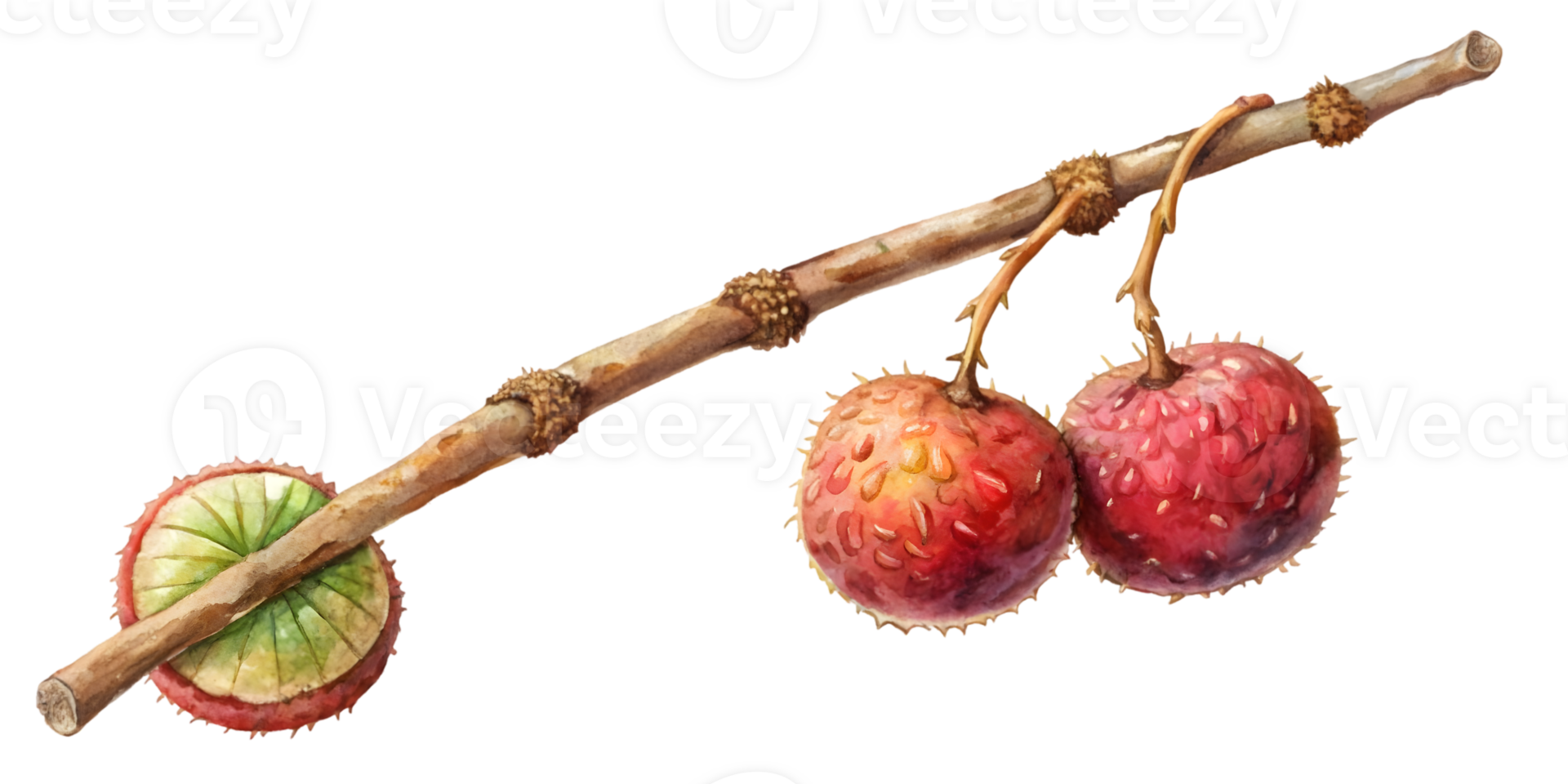 Branch with Marang - Isolated on Transparent Background png