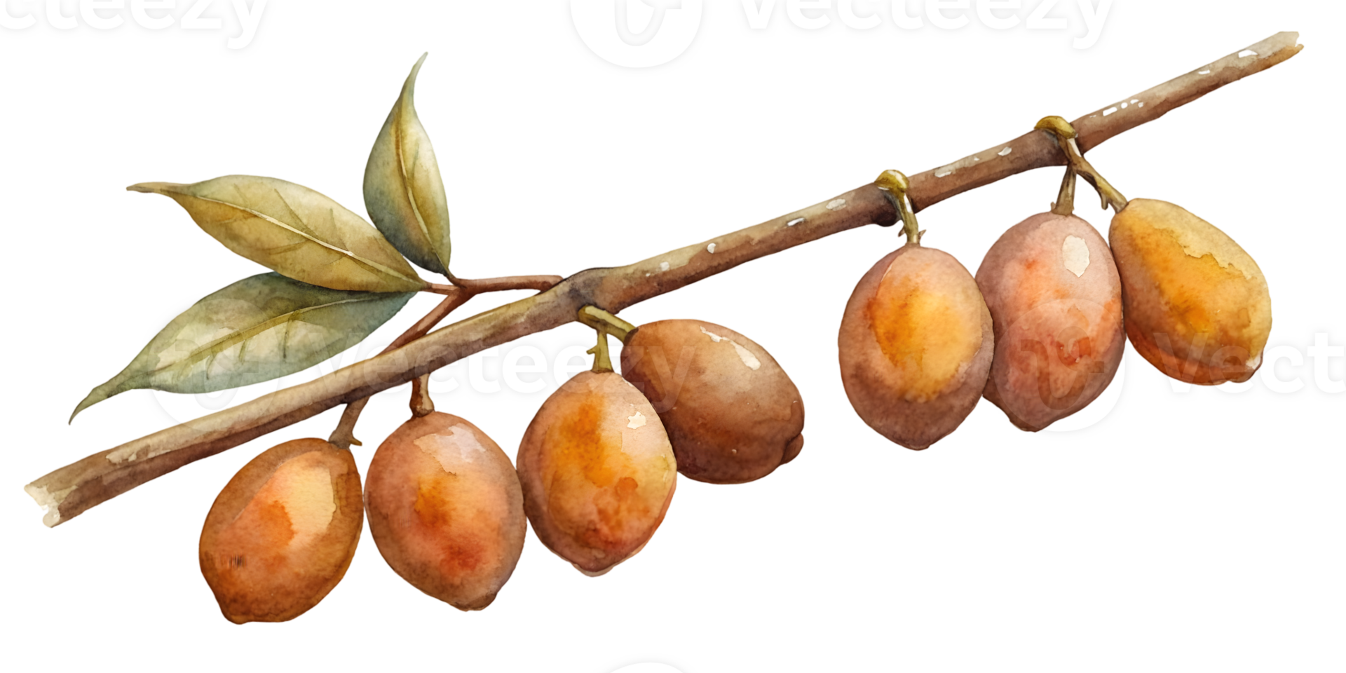 Branch with Sapotes - Isolated on Transparent Background png