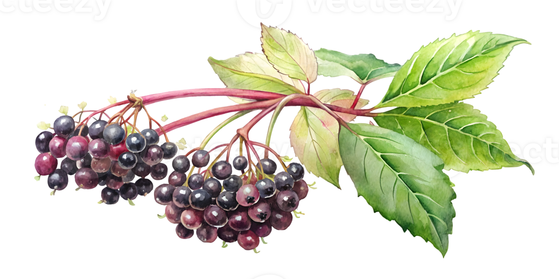 Branch with Elderberries - Transparent Background Branch png
