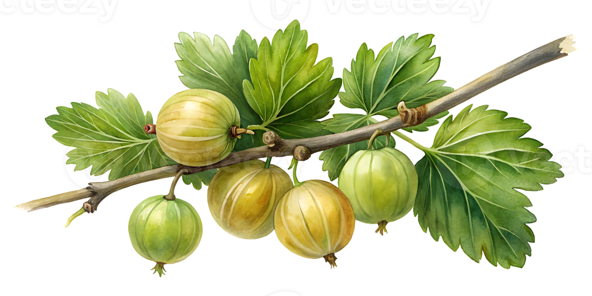Branch with Gooseberries - Isolated on Transparent Background png