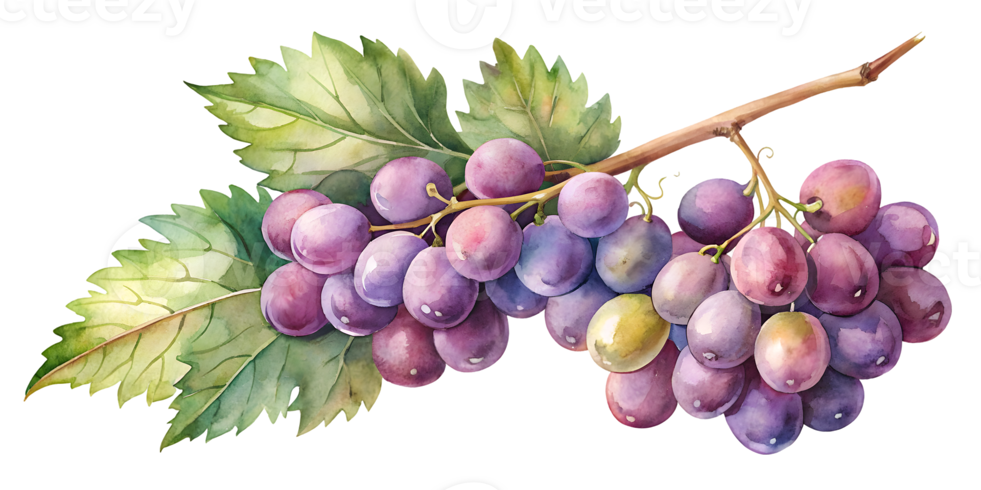 Branch with Grapes - Isolated on Transparent Background png