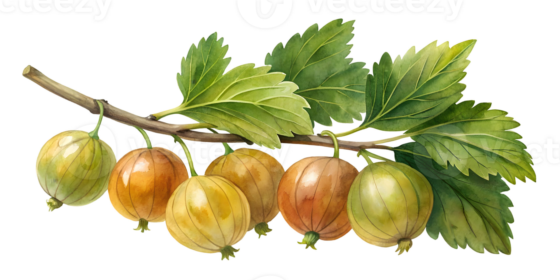 Branch with Gooseberries - Transparent Background Branch png