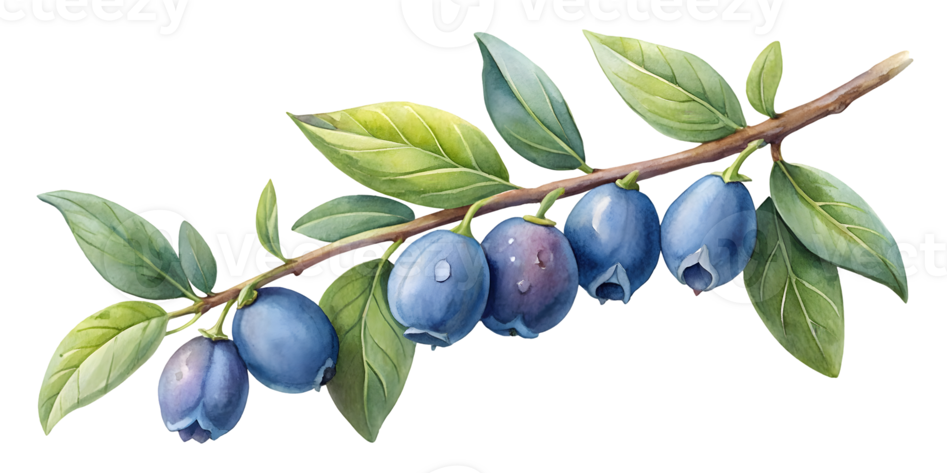 Branch with Honeyberries - Isolated on Transparent Background png